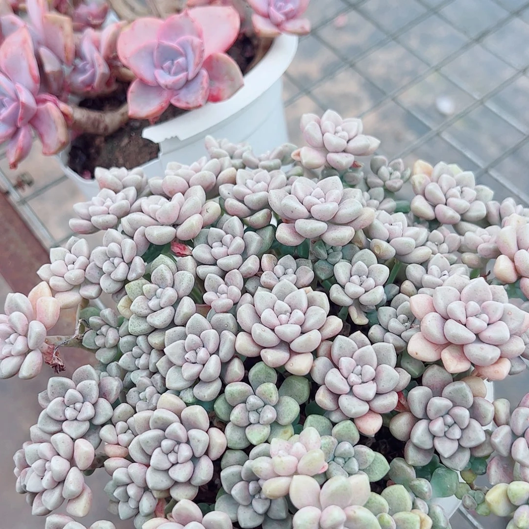 丸叶姬秋丽整装整群