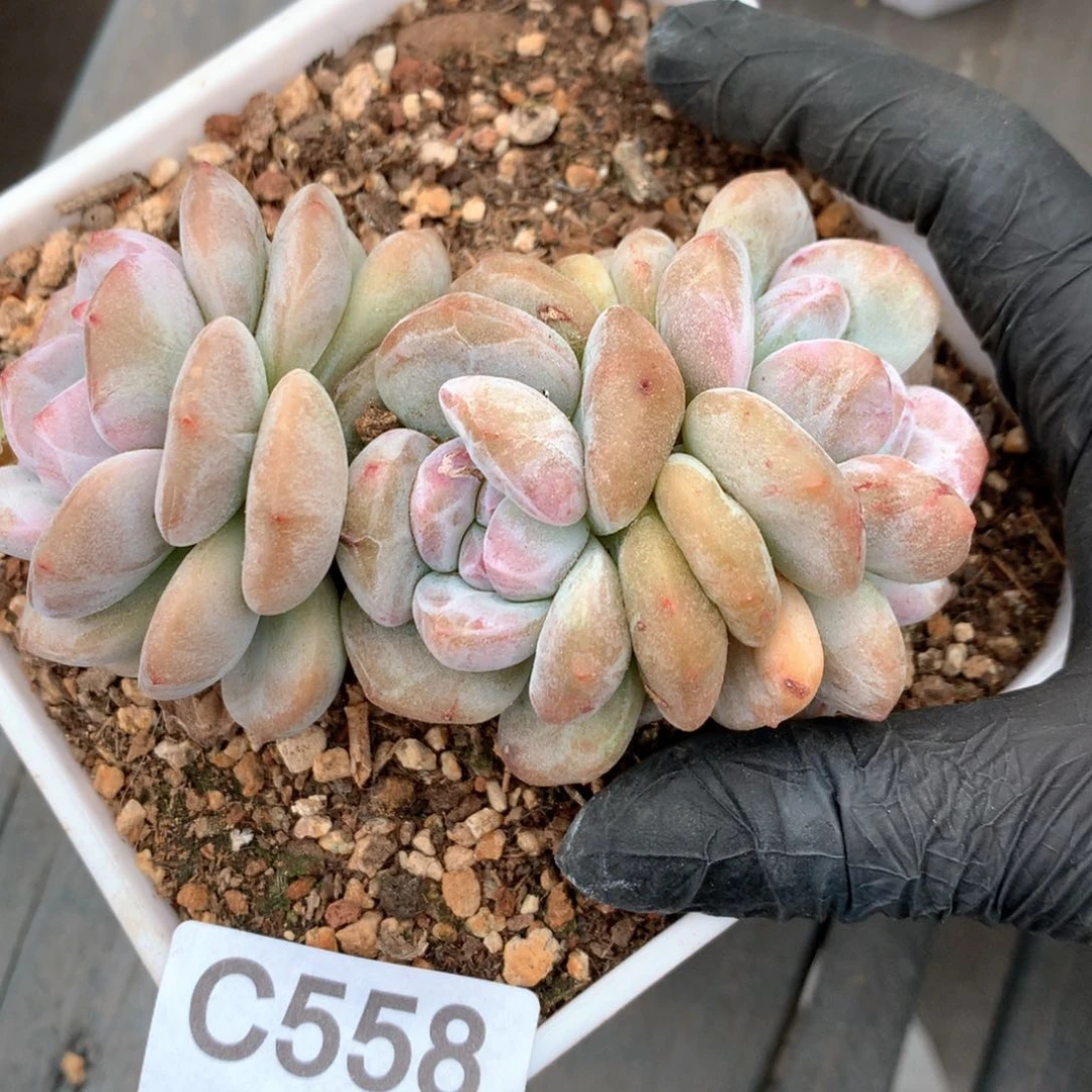 C558 售后范围：签收起7天内