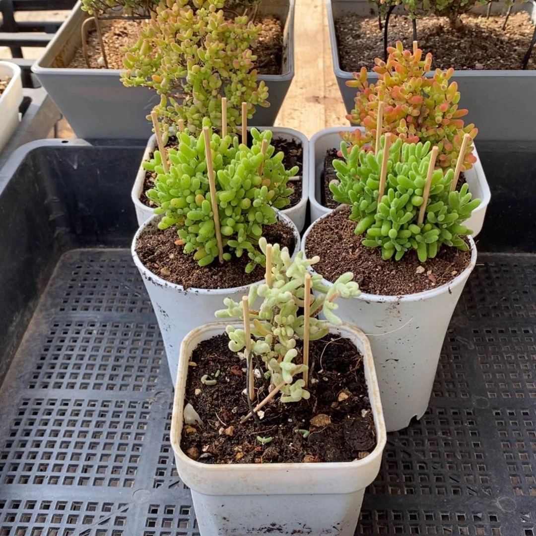 枝干番杏多肉植物735