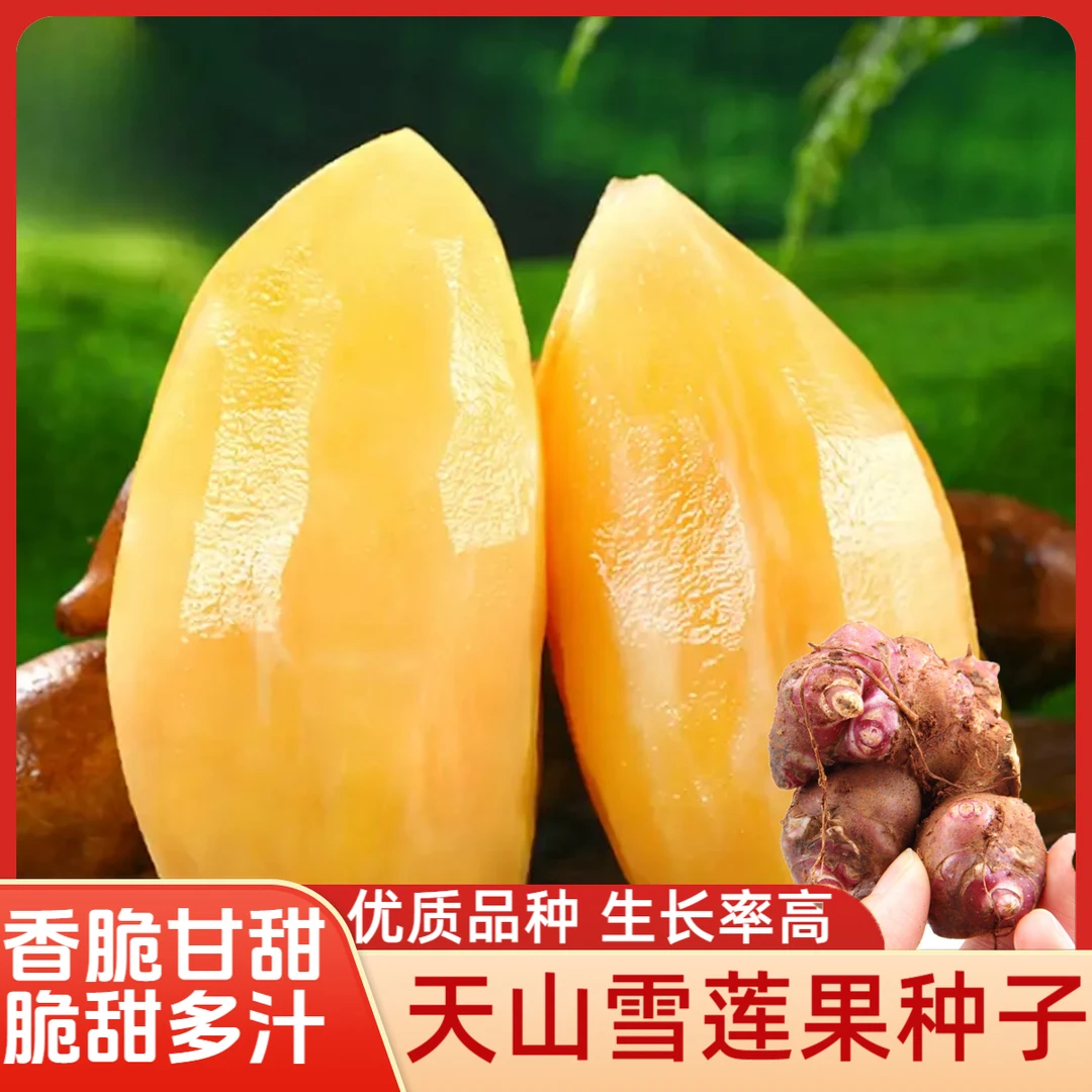 【雪莲果种芽】新鲜雪莲果种芽种球雪莲果优质种子生长率高脆甜多汁