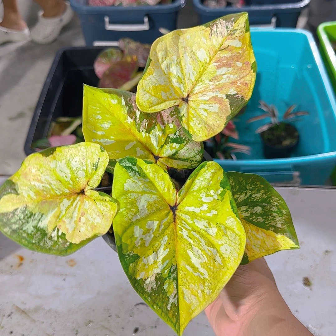940-0628泰国发货镀金石