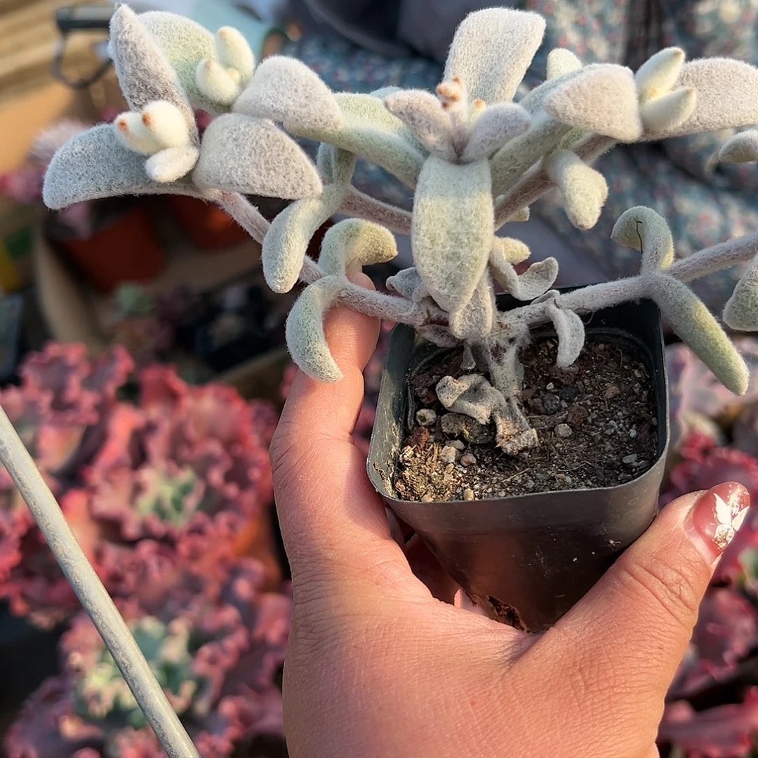 多肉植物福兔群生