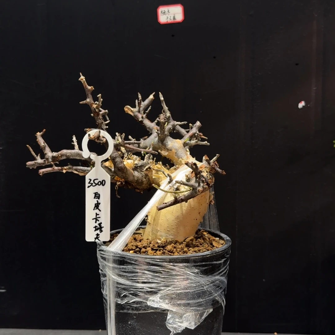 人***欢卡塔夫补差价哈哈