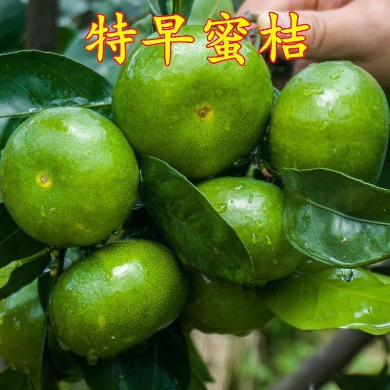 早熟桔子树苗由良柑橘子树苗无籽蜜桔子无核新品种特早青皮橘子苗