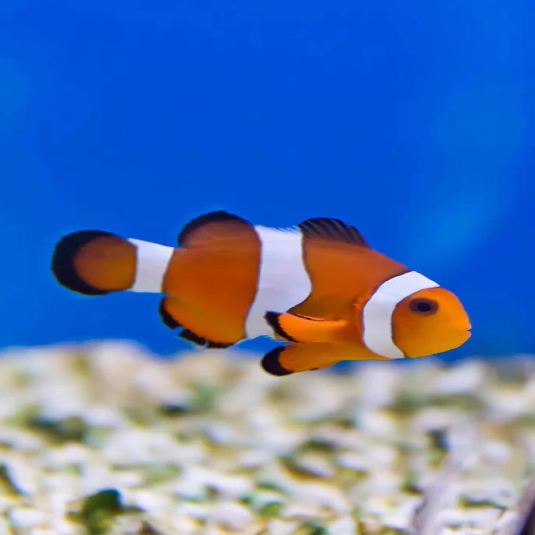 海水鱼海水鱼缸观赏鱼小丑鱼公子奥黑双带番茄小丑鱼