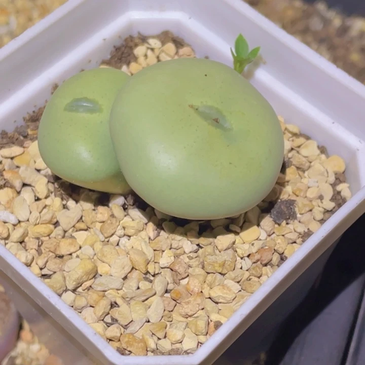 穗****447788700888888888088