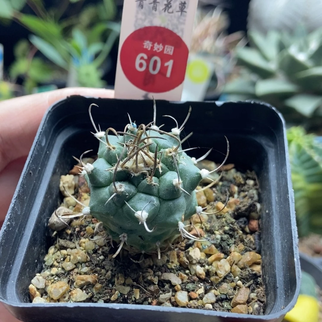 实生幕城丸娇丽3cm