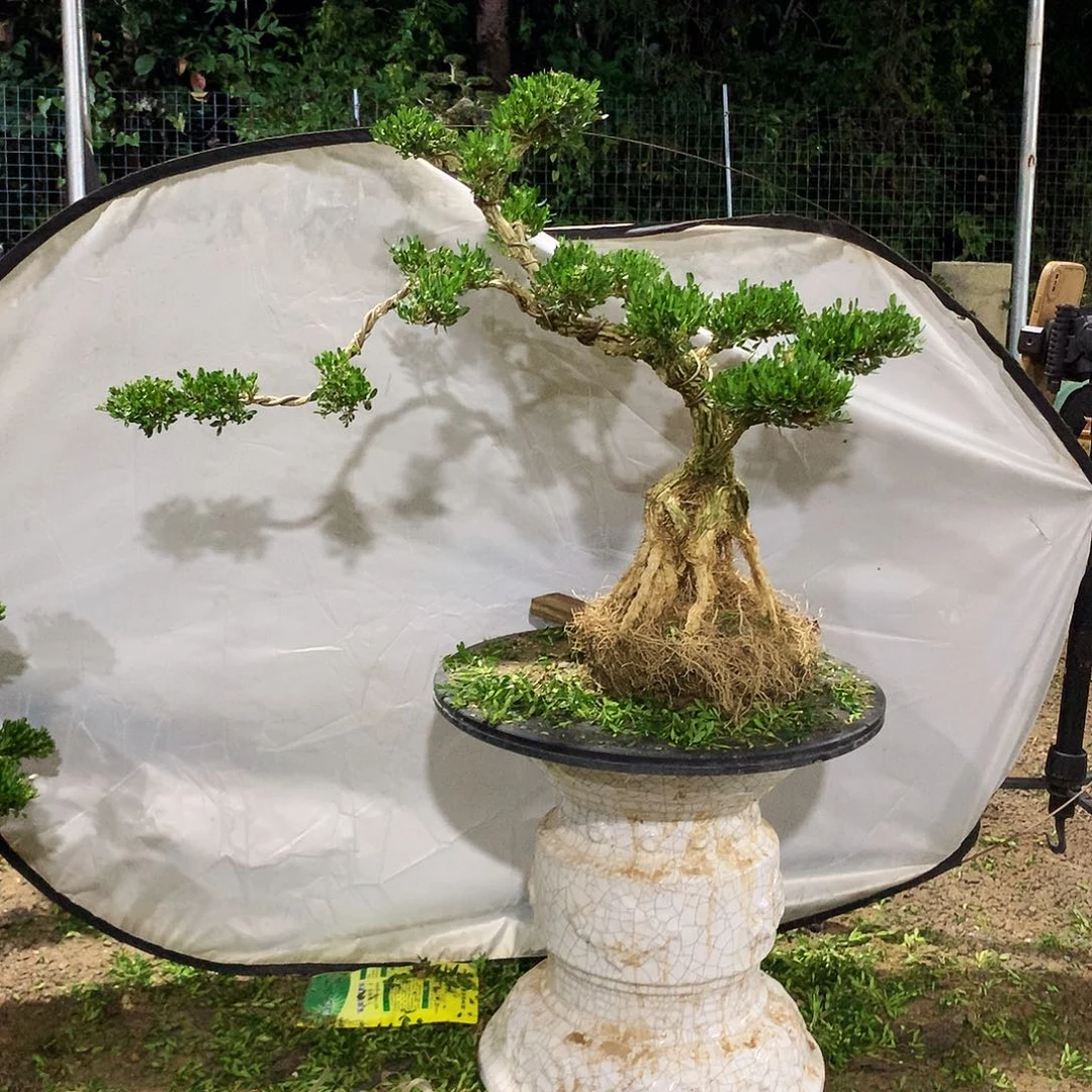 完全开放黄杨盆景一物一拍