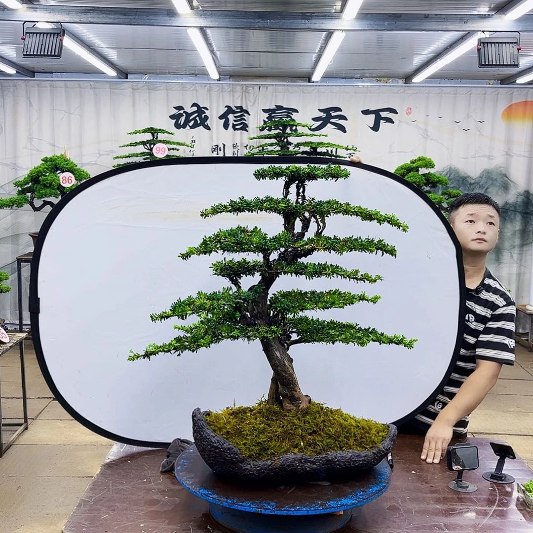 无花朵罗汉松盆景专场直播