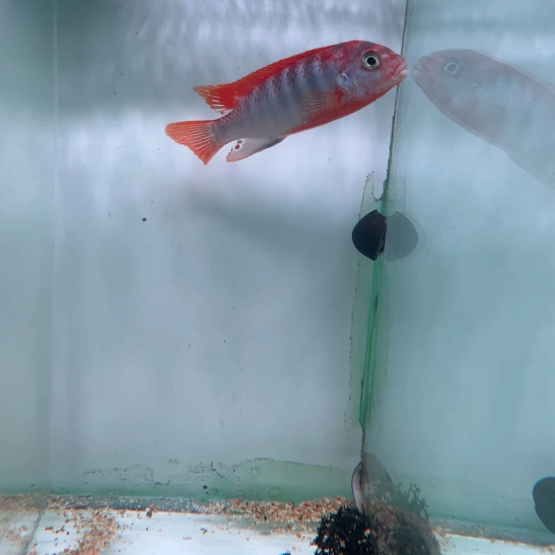 ****～海水50号超级红鸡7左右