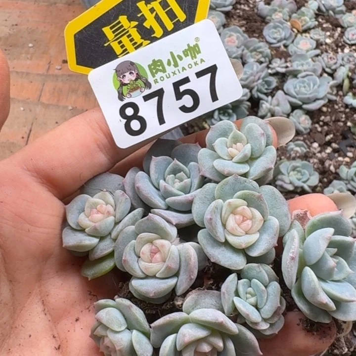 多肉植物多肉植物