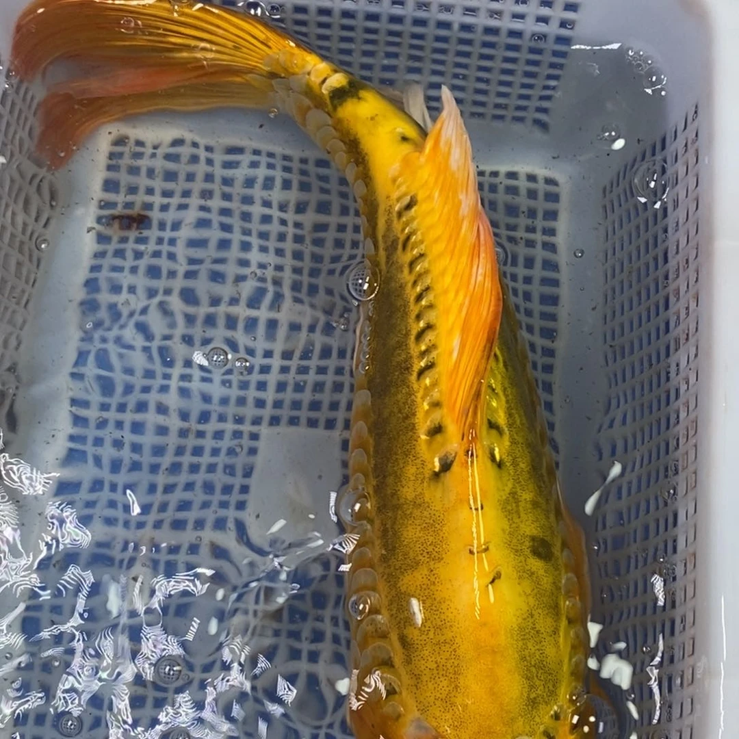 锦鲤冷水锦鲤包邮