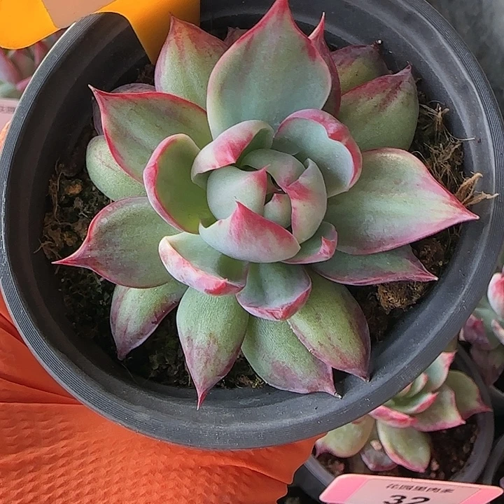 91 惊鸿仙子多肉植物6-9cm