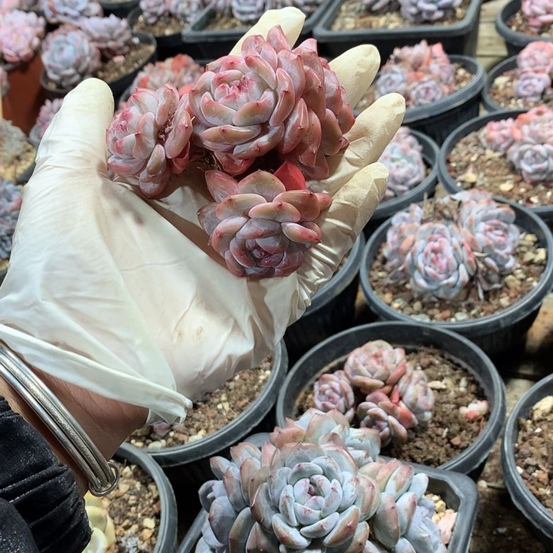 星影无砍哈哈哈哈哈哈哈