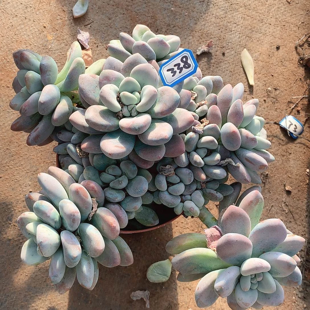 338洛神一物一拍多肉