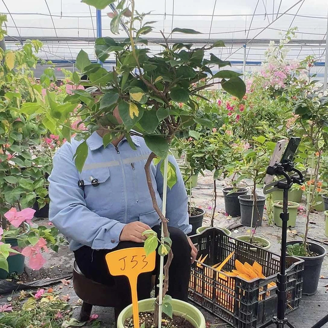 馨****当前无花栽培后可以开花J53金心橙白
