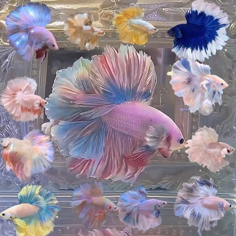 好养耐活的斗鱼小型热带观赏鱼半月婚纱鱼小宠物