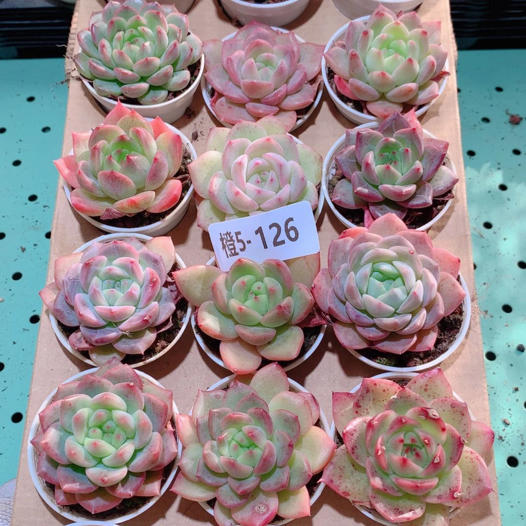 5-126一物一拍多肉带盆18颗