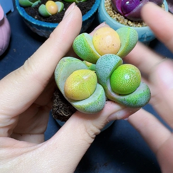 3颗黄色元宝裸根