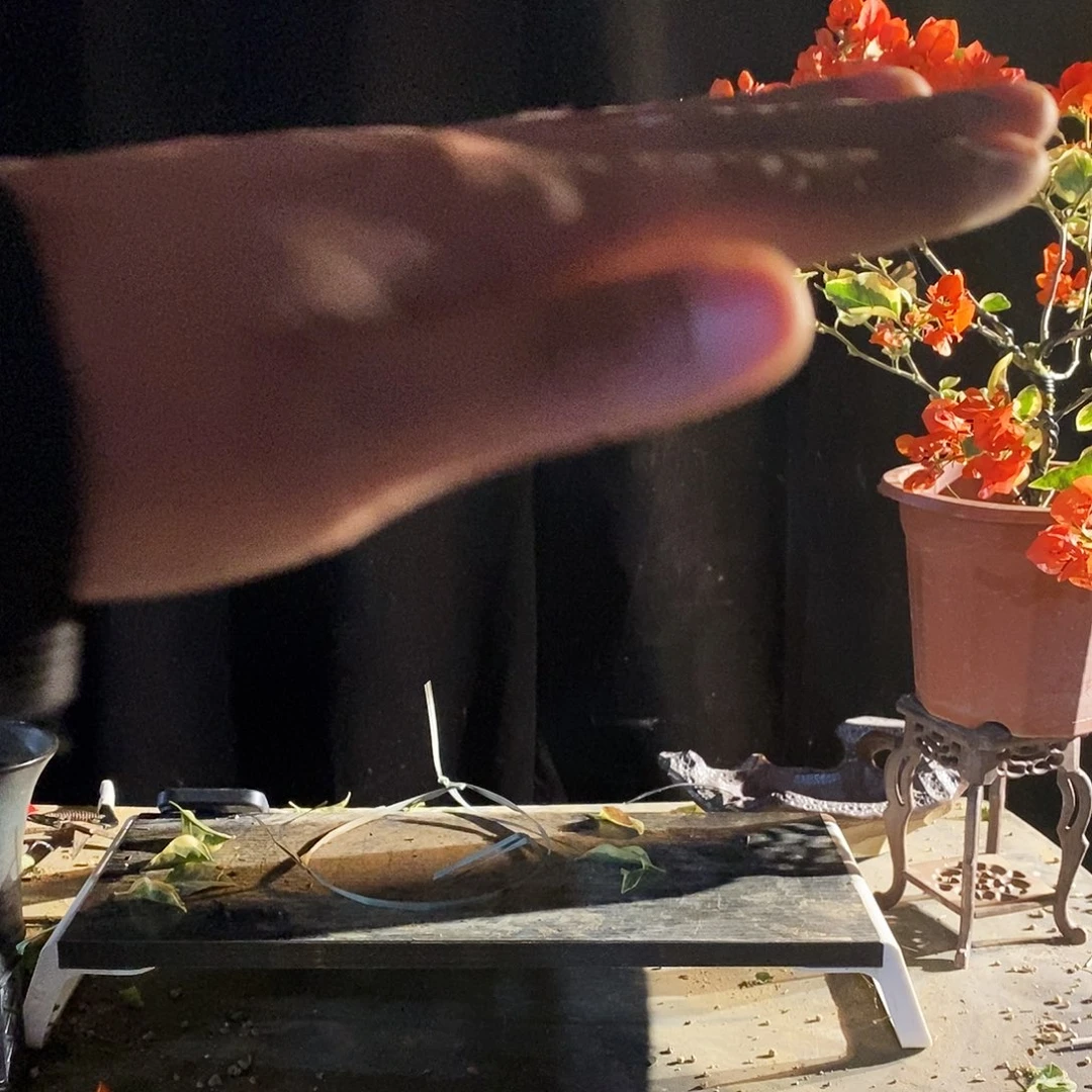 无花朵赤玉盆景三角梅