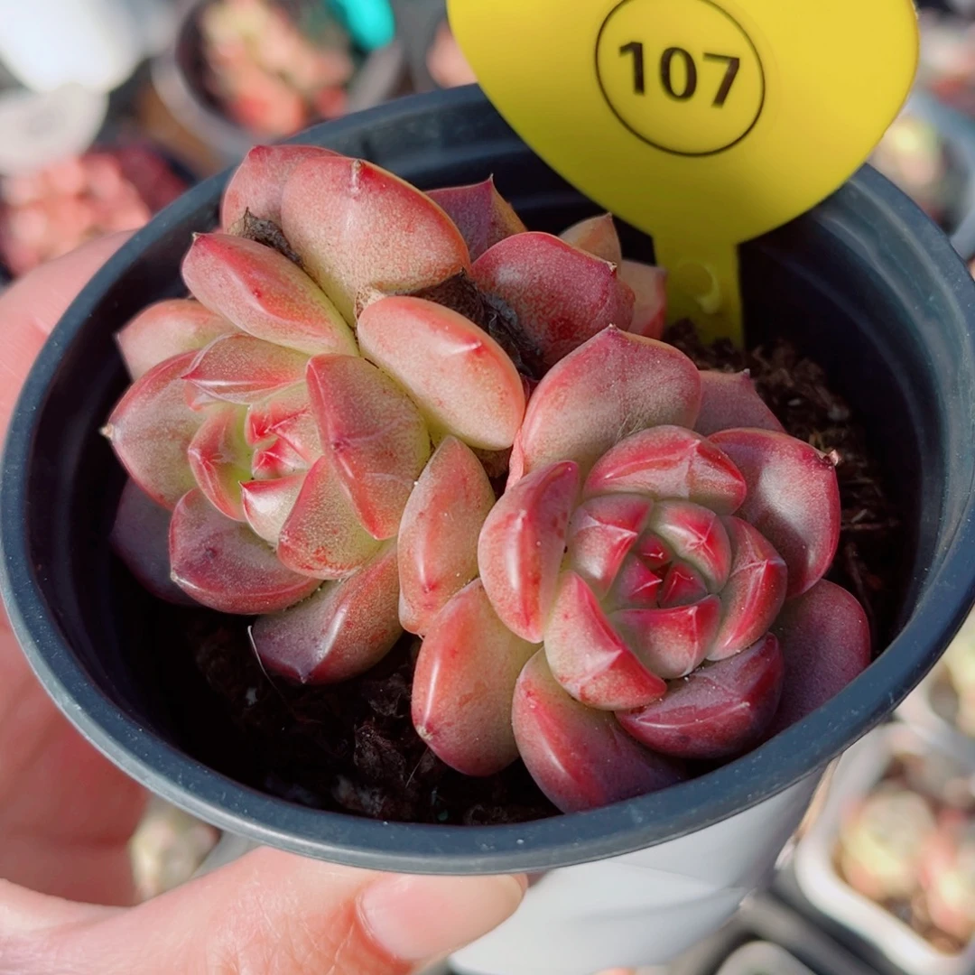 107号小老桩珍妮群