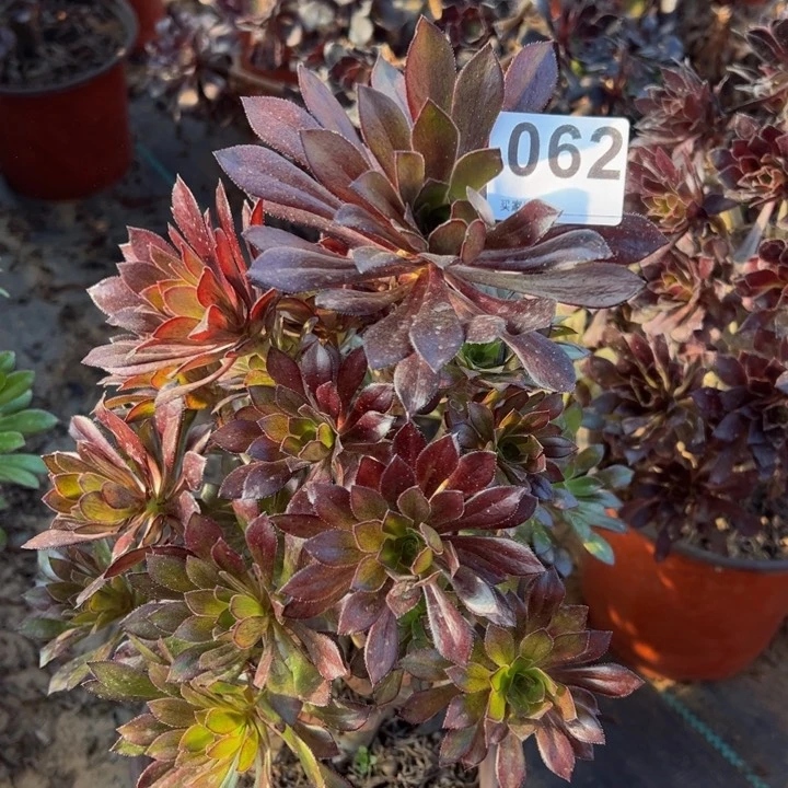 黑法师多肉植物062