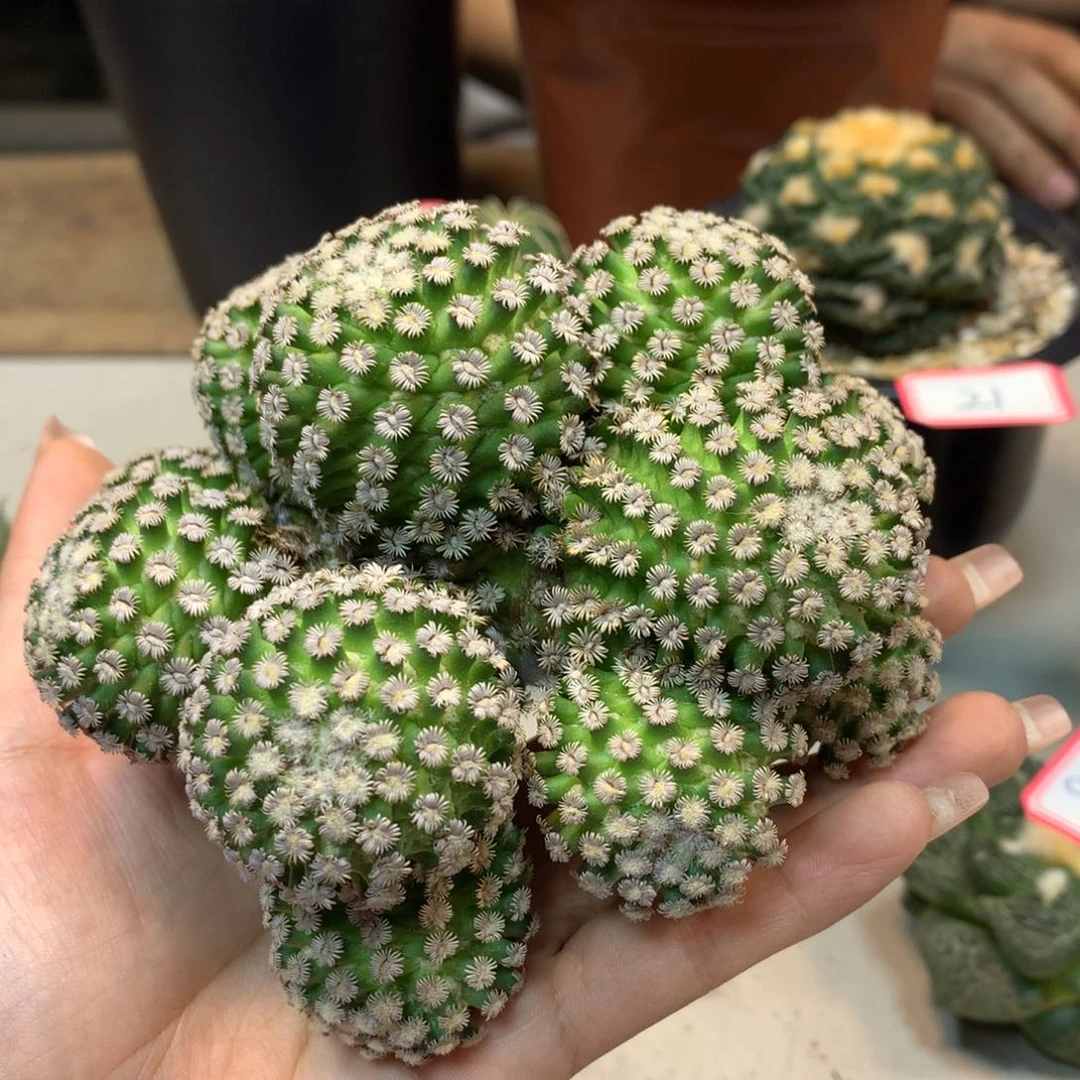 32号  苗接克氏丸群生11.5公分 无根