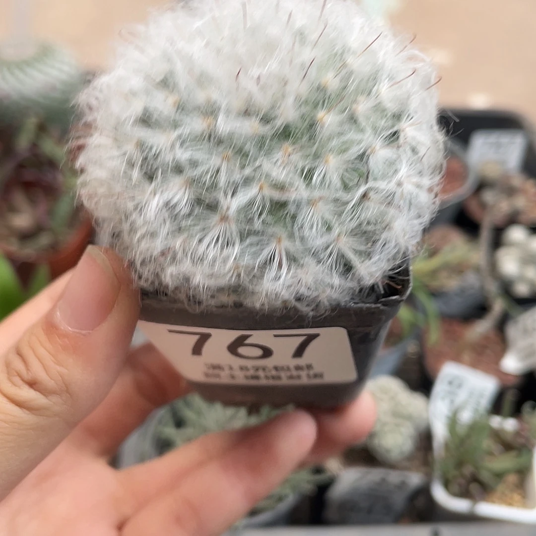 767白云高砂（满18元包邮）