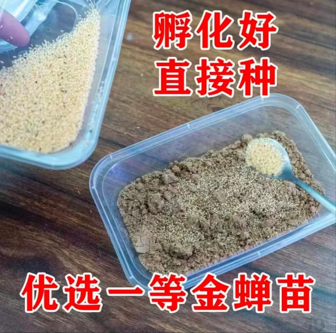 金蝉幼苗知了猴爬叉猴河南蝉苗鲜活批发专家级养殖活体蝉基地直达