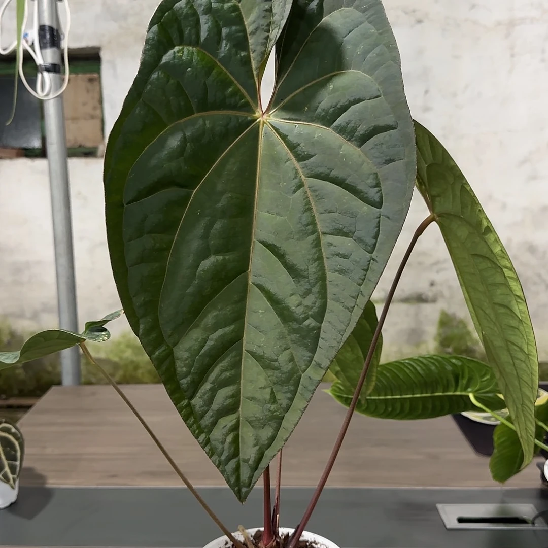 无花朵小羊皮杂黑凤凰