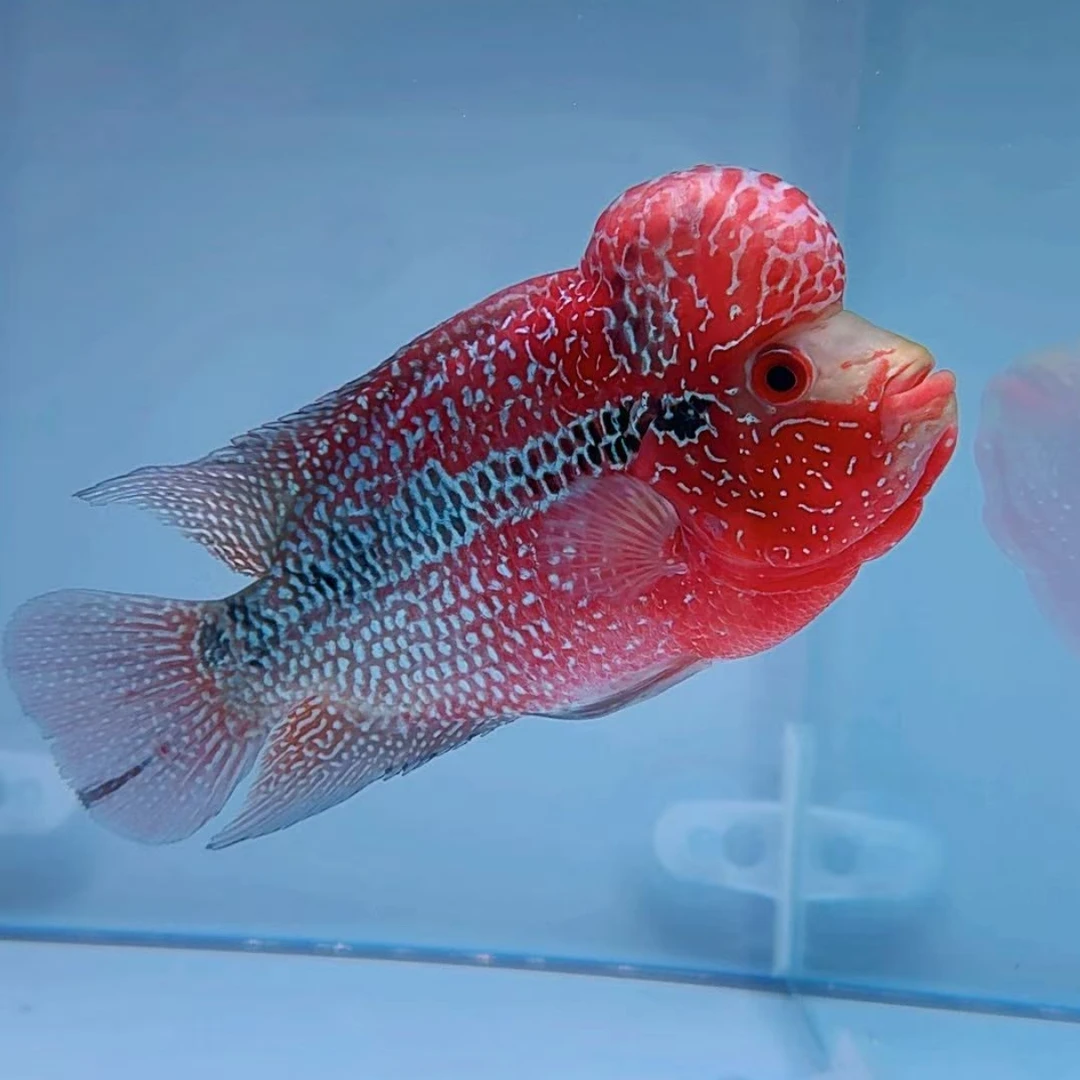 罗汉鱼直播间18号