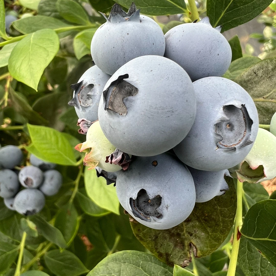 脆甜蓝莓《特大果》18-20mm现摘现发 多汁爆汁，应季鲜蓝莓100克每盒