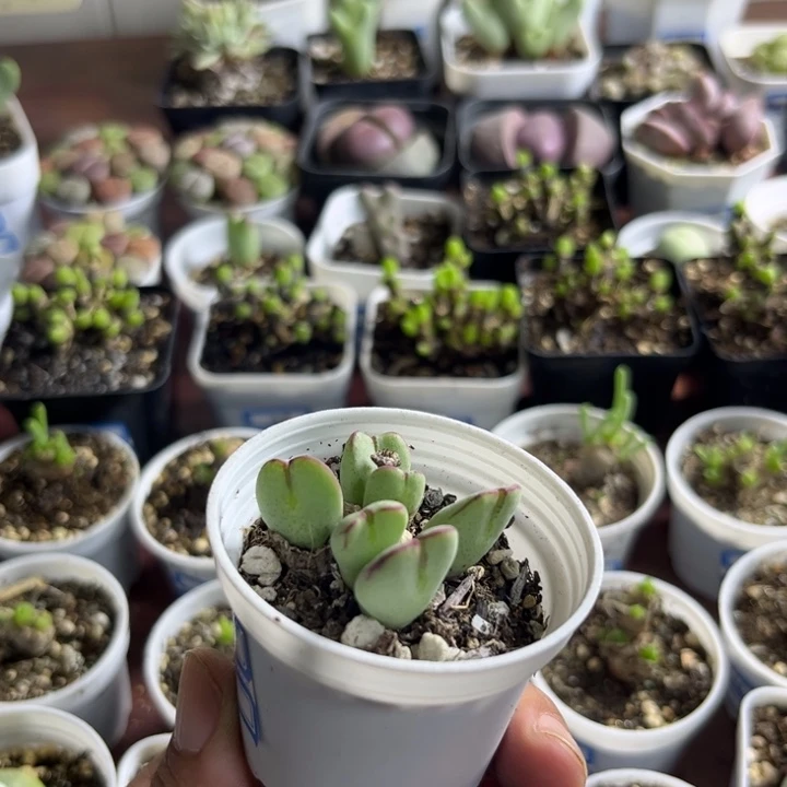 912 少将多肉植物