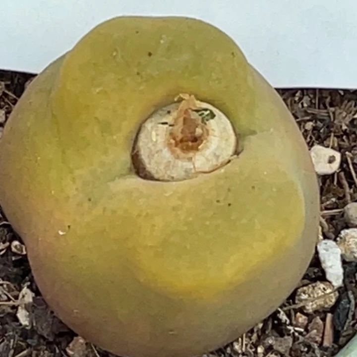 661母本蟠桃带盆llll