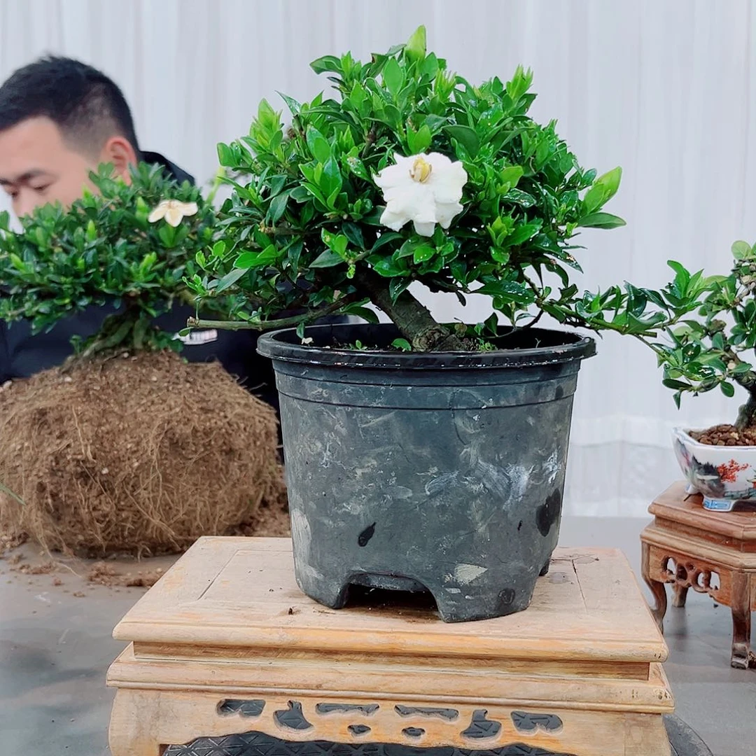 红陶M****o寿星栀子花