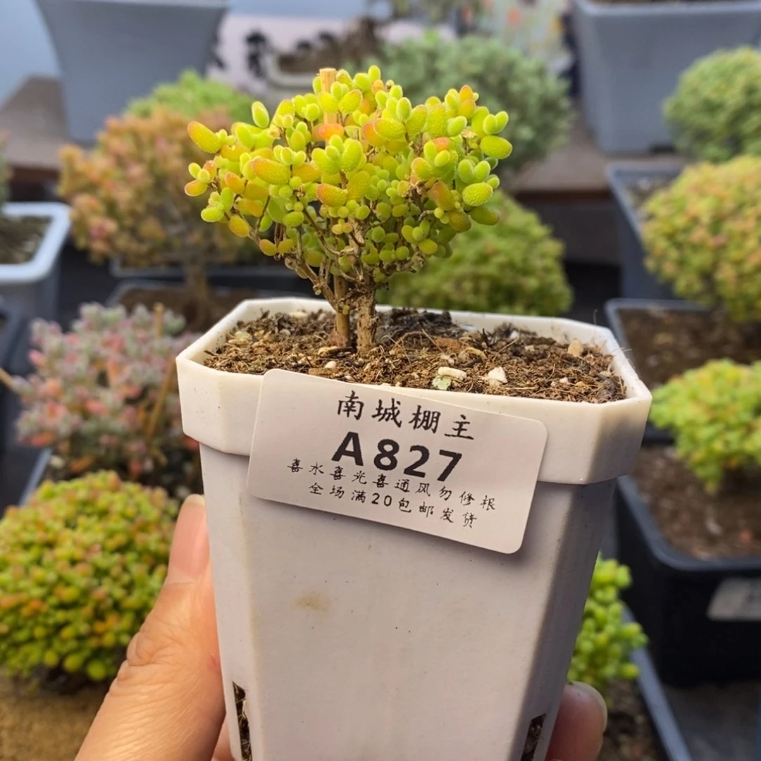 827蜜橘糖球枝干番杏