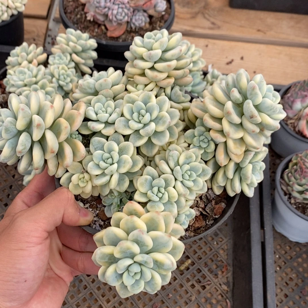 劳尔锦多肉植物7867