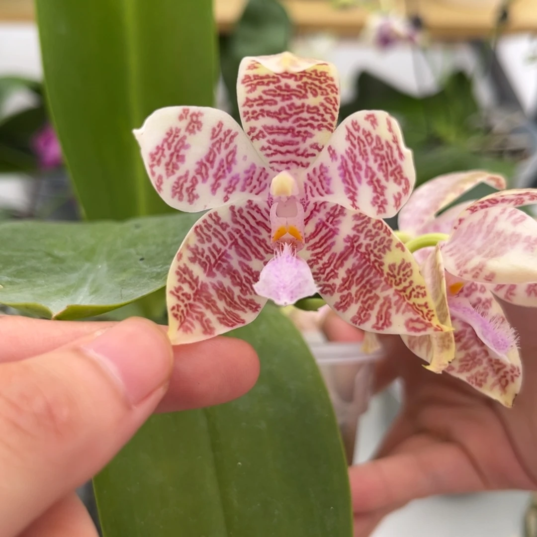 完全开放4寸象形文字开花株（有老化根）