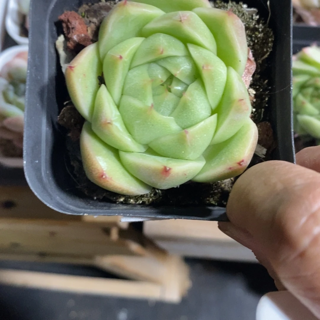 精品多肉一物一拍不包整94