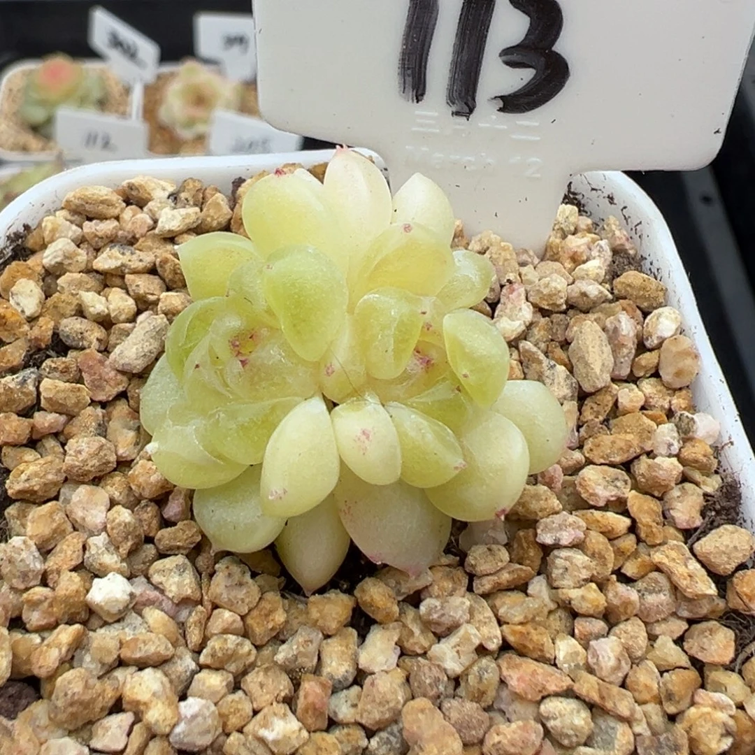 113号财富密码现金