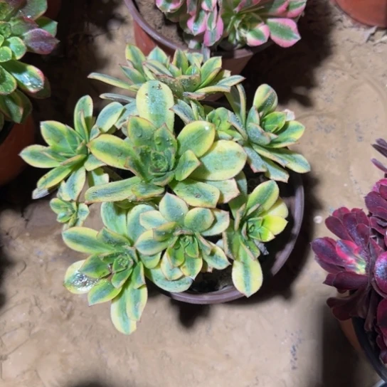 星爆法师9.9多肉植物