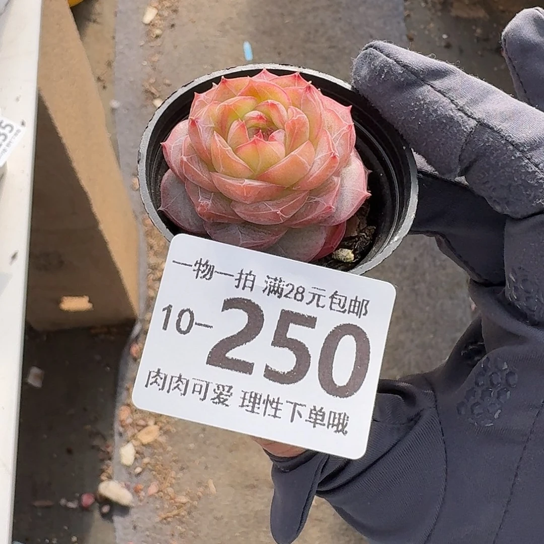 钻石糖无盆土发货无盆