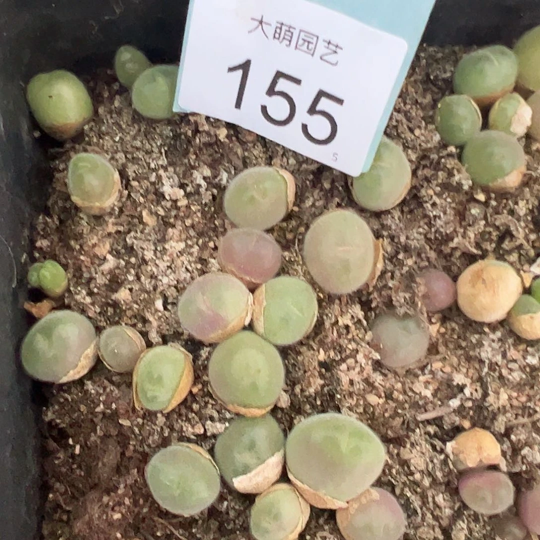 0000155量拍长毛翠滴玉3颗