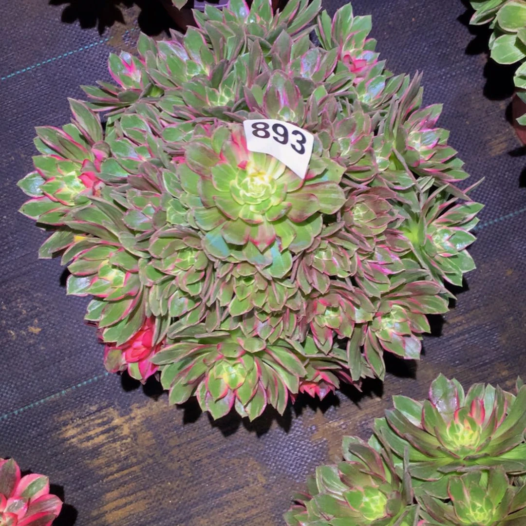 清***尔法师多肉植物893万花筒