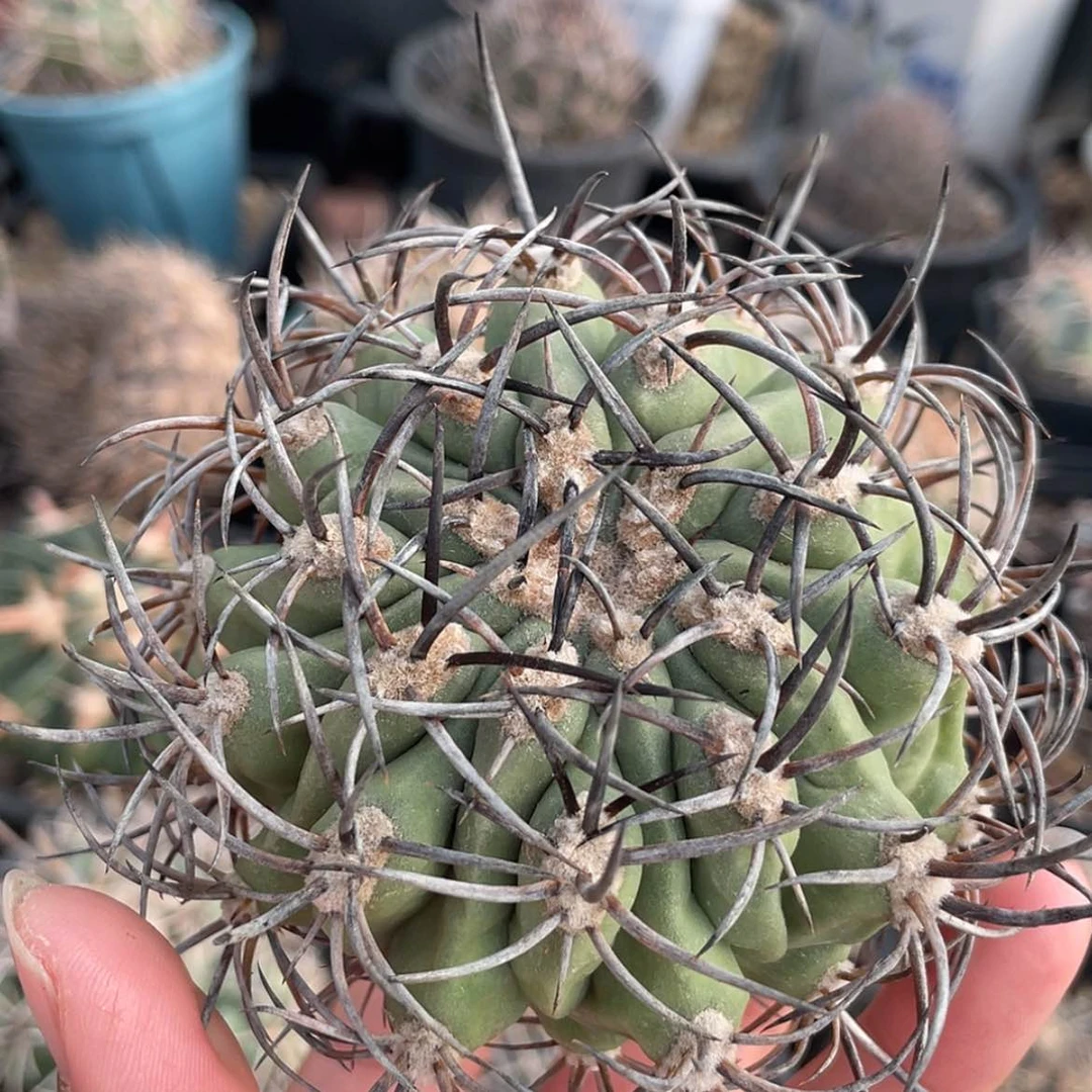 【闪购商品】黑曜丸冒根芽66666