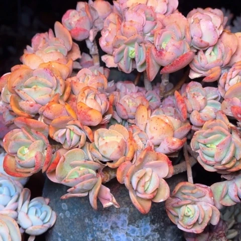 N****d多肉植物的植物