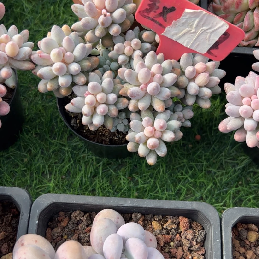 婴儿手指duorouzhiw