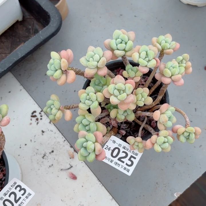 奶白糖多肉多肉植物多肉植物多肉植物
