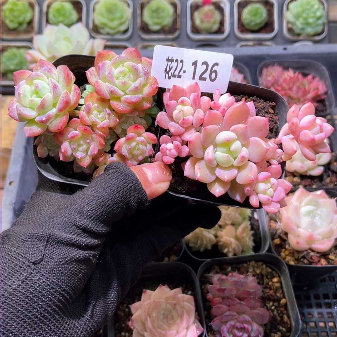 花22-126新品➕洛丽塔