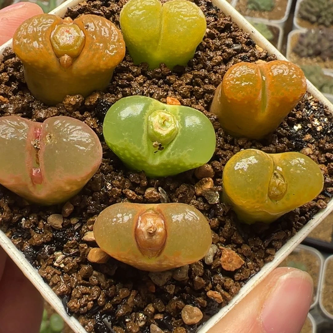 风铃组合带盆母本多肉